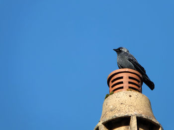 Low angle view of bird perching against clear blue sky