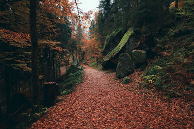 Footpath amidst trees in forest during autumn