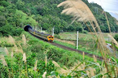 Train on railroad track amidst trees