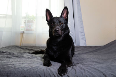 Portrait of black dog sitting on bed at home