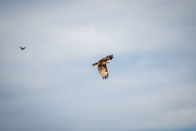 Low angle view of eagle flying in sky