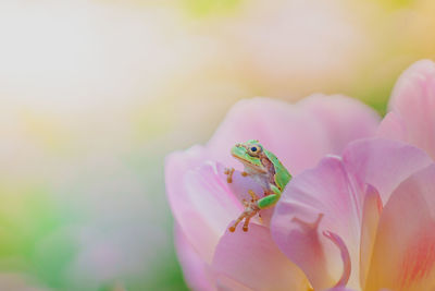 Close-up of insect on pink flower