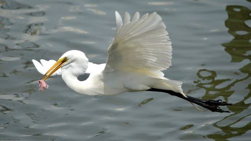 High angle view of birds flying over lake