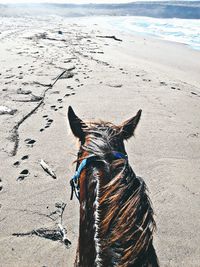 Close-up of a dog on beach