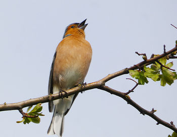 Low angle view of bird perching on branch against sky