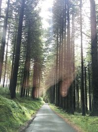 Road amidst trees in forest