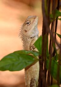 Close-up of a lizard