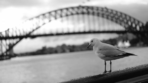 Seagull perching on retaining wall against bridge