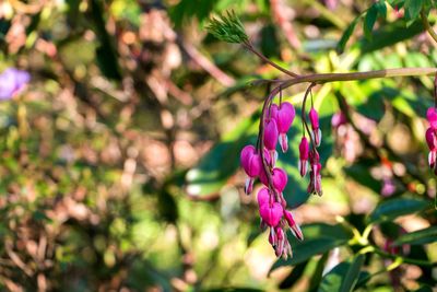 Close-up of purple flower growing on tree