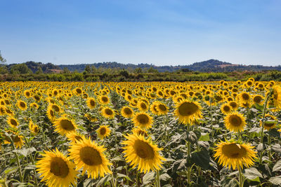 Close-up of sunflower field against sky