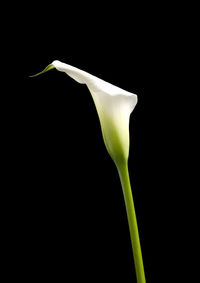 Close-up of white flower against black background