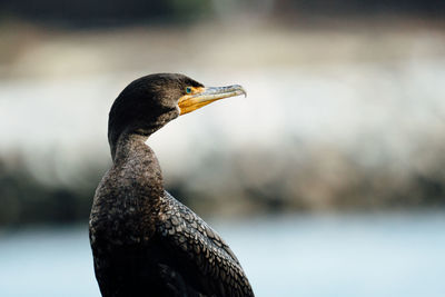 Close-up of a bird looking away