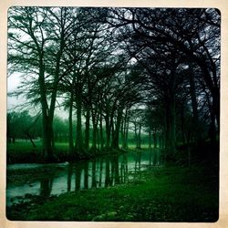 Bare trees against sky