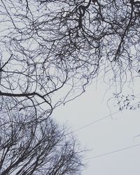 Low angle view of bare trees against sky