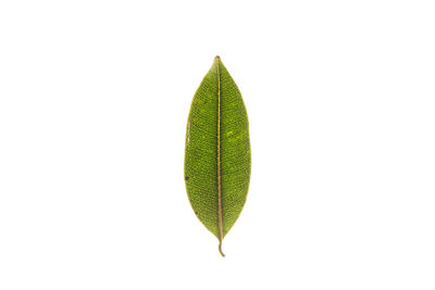 Close-up of plant leaves against white background