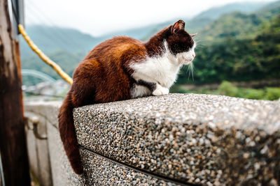 Side view of a cat on retaining wall