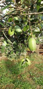 Close-up of fruits growing on tree