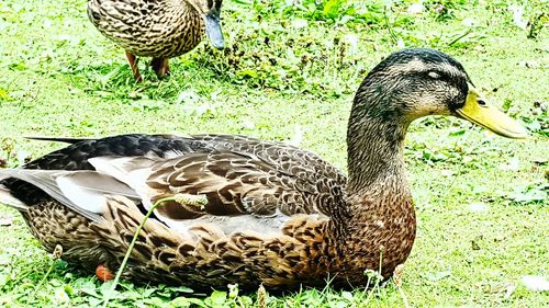 Animal grazing on grassy field