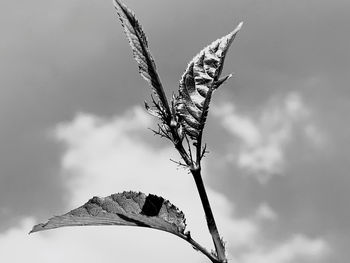 Low angle view of dried plant against sky