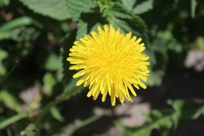 Close-up of yellow dandelion flower