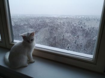 Cat looking through window