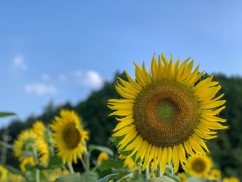 Close-up of sunflower on field against sky