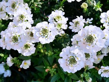 Close-up of white flowering plants