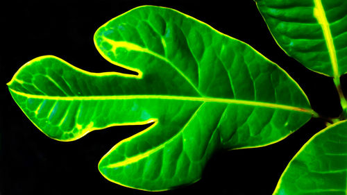 Close-up of leaf over black background