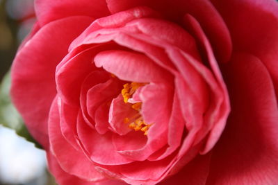 Close-up of flower blooming outdoors