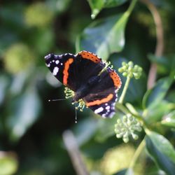 Close-up of butterfly on flower