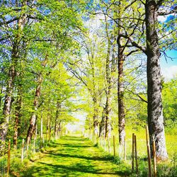 Trees in forest