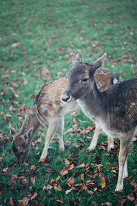 Close up portrait of a female spotted deer