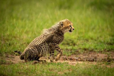 View of a cat on land