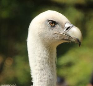 Close-up of a bird