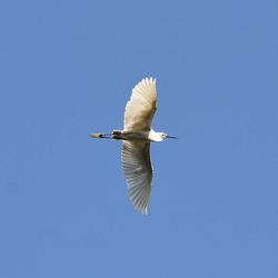 Low angle view of birds flying over white background