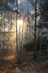 Trees in forest against sky
