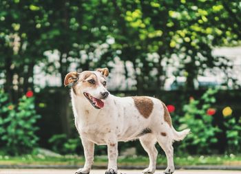 Portrait of dog standing against trees