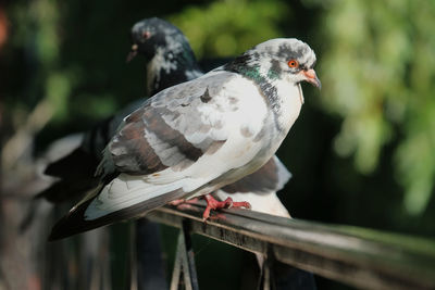 Close-up of pigeon perching on railing