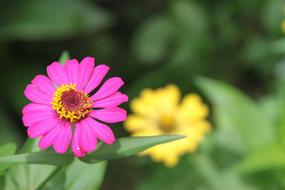 Close-up of pink flower