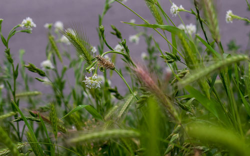 Close-up of insect on flower blooming in field