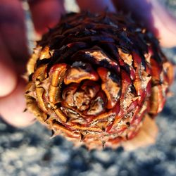 Close-up of food