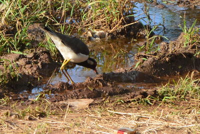 Birds in calm water