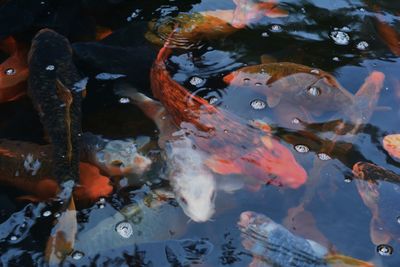 Close-up of fish in pond