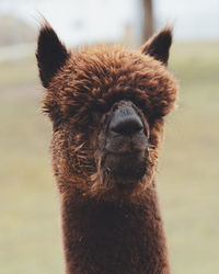 Close-up of a alpaca