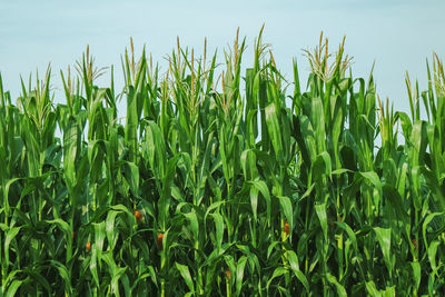 Close-up of wheat field against sky