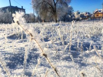 Snow covered field by trees