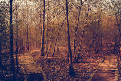 Bare trees in forest during autumn