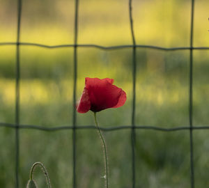 Close-up of red rose