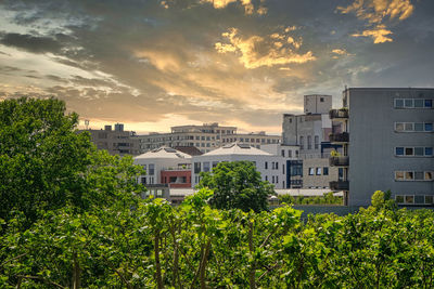 Plants growing by buildings against sky during sunset