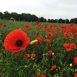 Close-up of red poppy flowers in field